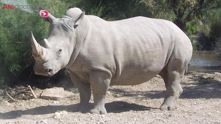 Un rhinocéros blanc (cc-by-sa Coralie)