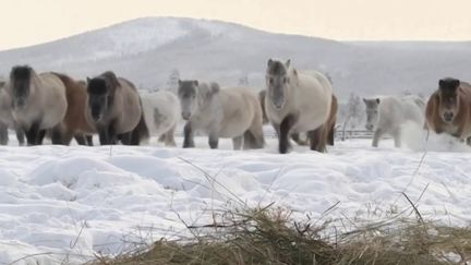 Monde : le froid polaire en images