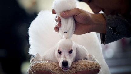 Un &eacute;leveur toilette son caniche en marge du concours canin de P&eacute;kin (Chine), le 17 novembre 2014. (WANG ZHAO / AFP)