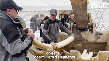 Près de Reims, en France, près de deux tonnes d’ivoire ont été détruites. L’objectif : lutter contre les tueries perpétrées à l’encontre des éléphants et stopper le commerce de l’ivoire dans le monde. (Brut.)