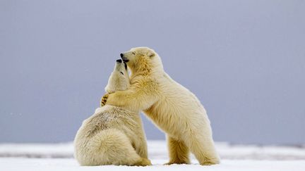 Un c&acirc;lin d'un fr&egrave;re &agrave; sa soeur, c'est chez les ours blancs que &ccedil;a se passe. Le "cute" du jour. (OLIVER SMART / SIPA)