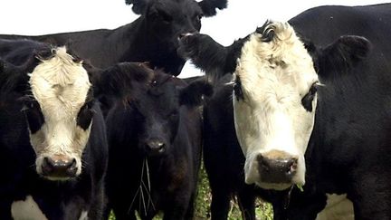 La viande bovine, composante principale de l'alimentation en Argentine.  (MIGUEL MENDEZ / AFP)