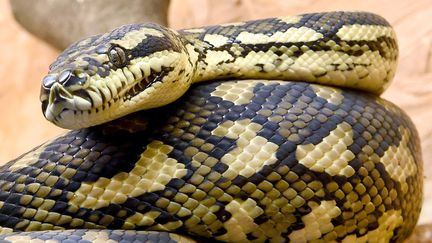 Un python dans un centre animalier, à Sachsenhagen (Allemagne), le 3 février 2017 (photo d'illustration). (HOLGER HOLLEMANN / DPA)