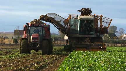 La récolte des betteraves à Lasson, dans le Calvados, en 2004. (MYCHELE DANIAU / AFP)