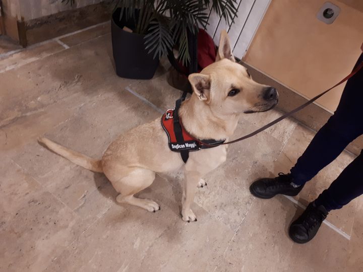 Maggie la chienne est spécialisée dans la détection des punaises de lit. (FARIDA NOUAR / FRANCEINFO)