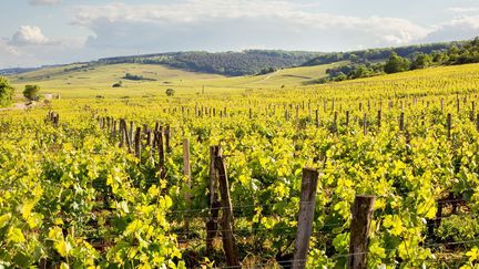 Vignobles de Bourgogne, sur les pentes de la côte de Nuits. Ils font partie des "climats" du vignoble de Bourgogne inscrits au Patrimoine mondial de l'Humanité.
 (KONRAD K./SIPA)