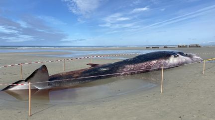 Une baleine de 19 mètres de long a été découverte, échouée, sur une plage de Tréguennec dans le Finistère, samedi 10 septembre. (Astrid Maigné-Carn / RADIO FRANCE)