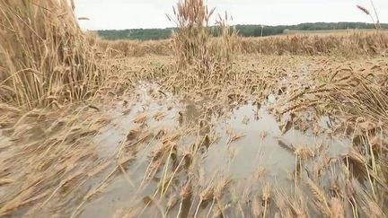 Agriculteurs : les intempéries menacent les récoltes