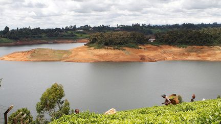 Grâce à de bonnes conditions météorologiques, une terre riche, une exposition à la lumière idéale et une pollution quasi inexistante, la cueillette du thé au Kenya a lieu toute l’année, mais elle est plus importante pendant les saisons des pluies, d’octobre à décembre et de mars à juin. Au fil des décennies, la production n’a cessé d’augmenter, passant de 18 000 tonnes en 1963, 294 000 tonnes à la fin des années 1990, à 519 000 tonnes en 2020, un record. 60% de sa production sont réalisés dans de petites entreprises et un habitant sur dix dépend de l'industrie du thé, selon la Kenya Tea Development Agency (KTDA) qui gère 70 entreprises de traitement du thé et représente 650 000 producteurs.&nbsp; &nbsp; (REUTERS / NJERI MWANGI)