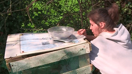 Depuis trois ans, dans la Manche, des bacs sont installés le long des rivières et des fleuves pour permettre de récupérer le plastique accumulé sur les berges. Reportage. (France 3)