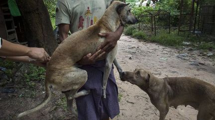 Un bénévole recueille les chiens errants pour les vacciner dans un refuge privé dans Thanlyin, à la périphérie de Rangoun. (REMKO DE WAAL / ANP MAG / ANP)