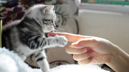 Si votre chat s'est attach&eacute; &agrave; vous, il peut vous reconna&icirc;tre, m&ecirc;me si plusieurs ann&eacute;es se sont &eacute;coul&eacute;es depuis votre derni&egrave;re rencontre. (PHOTOGRAPHY BY BOBI / FLICKR SELECT / GETTY IMAGES)