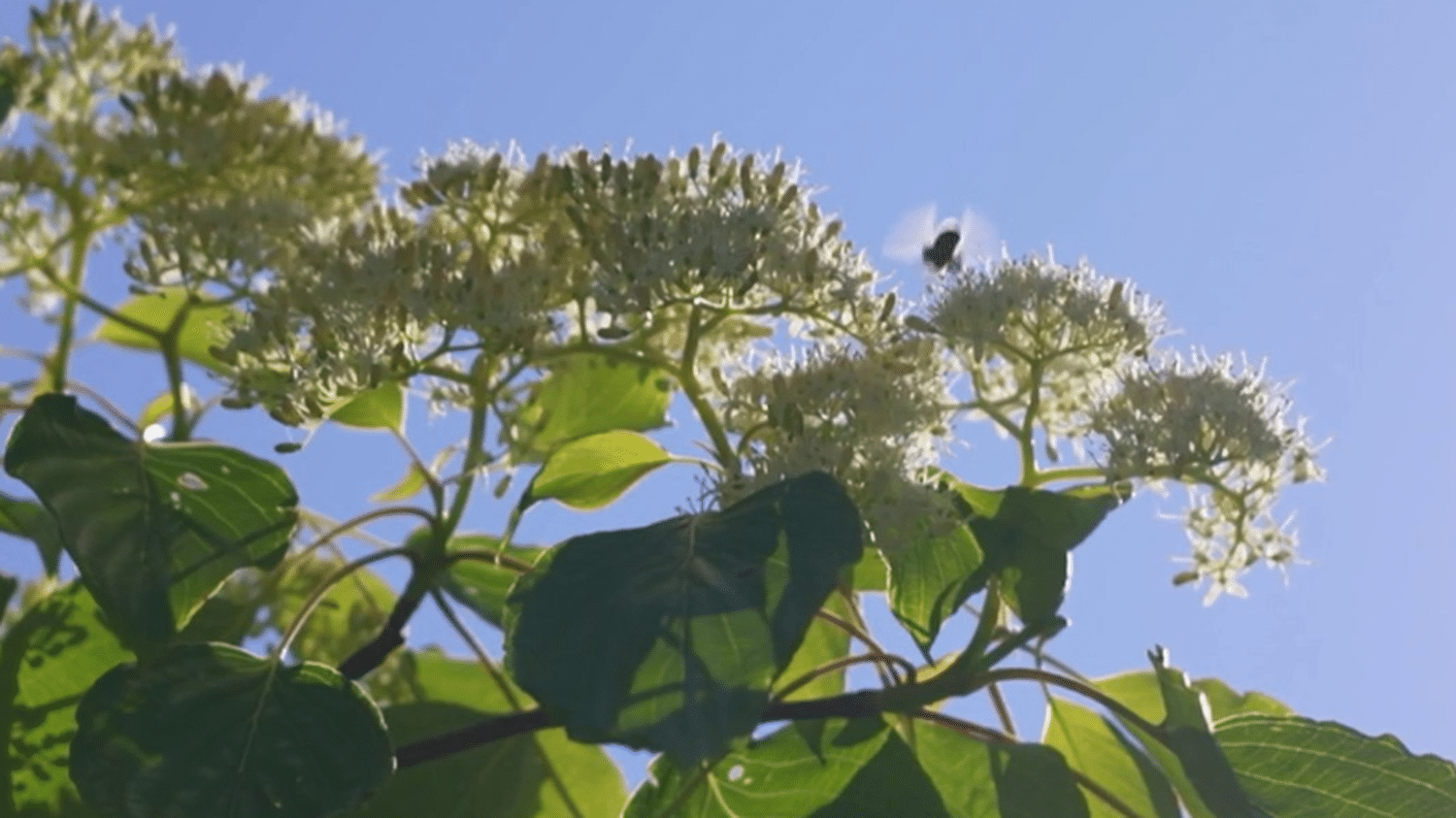 Il riscaldamento globale aumenta le allergie ai pollini