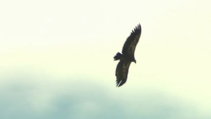 Le vautour fauve est de retour dans les Cévennes