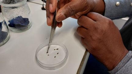 Researcher Berthine Toubaté raises lice to study them in her laboratory at the University of Tours. (SOLENNE LE HEN / RADIO FRANCE)