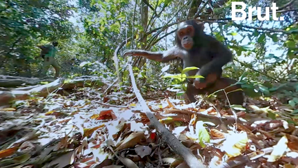 VIDEO - «The Wild Immersion », une expérience de réalité virtuelle au cœur de la nature