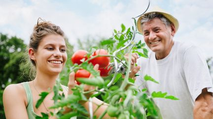 La graine de tomate a la capacité de germer pendant quatre années après sa récolte.&nbsp; (Getty Images)