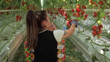 La vague de chaleur attendue toute la semaine du 9 mai pourrait avoir des conséquences sur les récoltes de certains fruits et légumes. C’est déjà le cas pour les tomates, dont les prix sur les étals se sont envolés. Ça s’explique aussi par la hausse des coûts de l’énergie, comme près de Toulouse (Haute-Garonne).&nbsp; (FRANCE 2)