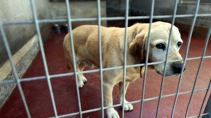 Un chien dans son box grillagé du refuge de la SPA Lorraine de Velaine. Photo d'illustration. (L'EST REPUBLICAIN / MAXPPP)