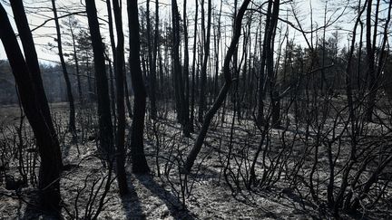 Des arbres brûlés à Mostuejouls, dans le sud de la France, le 9 août 2022. Photo d'illustration. (VALENTINE CHAPUIS / AFP)