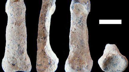 La phalange d&eacute;couverte par les chercheurs daterait de 1,8 million d'ann&eacute;es. (M. DOMINGUEZ-RODRIGO / NATURE COMMUNICATIONS)