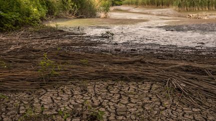 La sécheresse d'une rivière à&nbsp;Ghentbrugge (Belgique), le 3 juin 2020. (JONATHAN RAA / NURPHOTO / AFP)