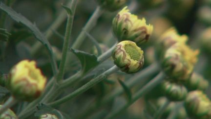 Vague de chaleur : les producteurs de chrysanthèmes inquiets avant la Toussaint (FRANCE 2)