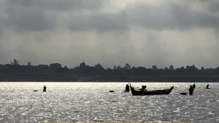 Asie : les dauphins d’Irrawaddy en lutte pour survivre dans le Mékong