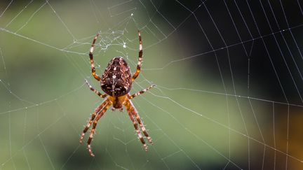 Des araignées baptisées à partir de titres de chansons pop pour rapprocher la recherche scientifique du grand public