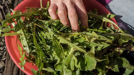 Les pissenlits sont très bons en salade et permettent de détoxifier le foie. (MAXPPP)