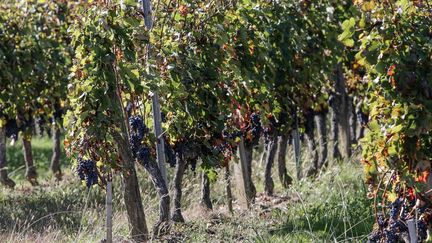 Languedoc : le commando des vignes