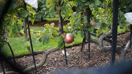 &quot;Elle m&#039;a fait l&#039;éloge des fruits qui sont cultivés sur place et sont offerts aux pauvres.&quot;
 (Laurence Houot / Culturebox)