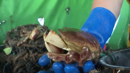 Pêche : la mystérieuse raréfaction du tourteau dans les eaux françaises (France 2)