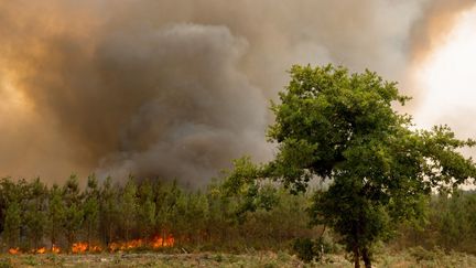 La fumée dégagée par l'incendie près d'Hostens (Gironde), le 11 août 2022. (LAURENT PERPIGNA IBAN / HANS LUCAS / AFP)