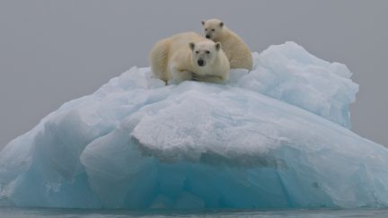 Filmer des ours polaires, comme ceux-ci, au Spitzberg, peut-&ecirc;tre dangereux. Voil&agrave; pourquoi la BBC a parfois recours &agrave; du truquage, selon un cameraman de la cha&icirc;ne. (J.DUCOIN-ANA/ ONLYWORLD / ONLY WORLD)