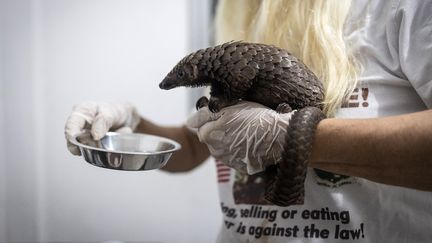 Un pangolin est&nbsp;soigné au refuge de Libassa Wildlife Sanctuary au Liberia, le 19 novembre 2021.


 (JOHN WESSELS / AFP)