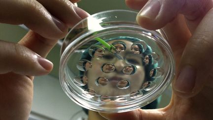 Un chercheur travaille sur le clonage d'un porc &agrave; l'universit&eacute; de Taichung (Ta&iuml;wan), le 6 f&eacute;vrier 2013. (REUTERS)