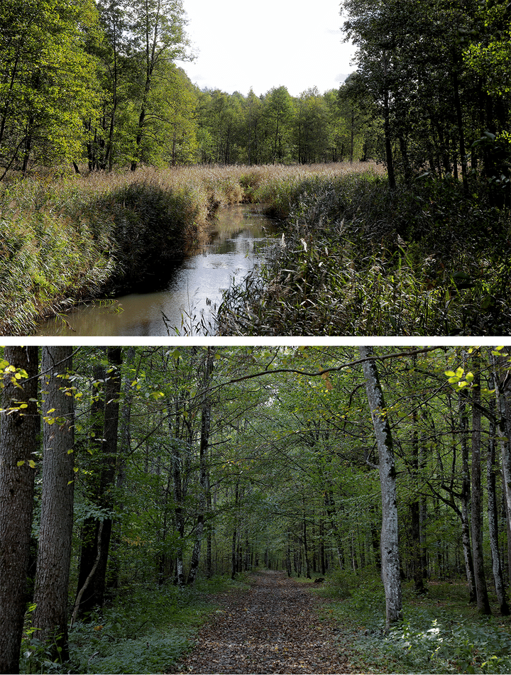 The Bialowieza Forest (Poland), October 8, 2023. (VALENTINE PASQUESOONE / FRANCEINFO)