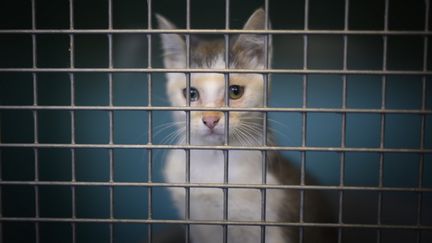 Animaux : la SPA lance le Mois de l'adoption pour les 8000 bêtes abandonnées cet été