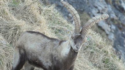 Animaux : des bouquetins sont réintroduits dans les Pyrénées