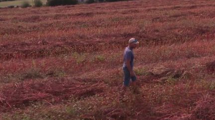 Le sarrasin se voit de plus en plus dans les champs bretons, vendredi 23 septembre.&nbsp;De nombreux agriculteurs ont décidé de relancer la culture de ce blé noir suite à un appel à la mobilisation. (FRANCE 2)