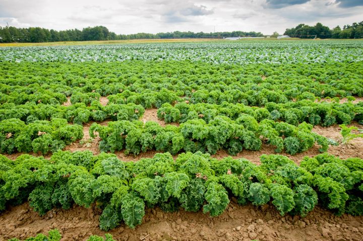 Plantation de chou kale.&nbsp; (VW PICS / UNIVERSAL IMAGES GROUP EDITORIAL / GETTY IMAGES)