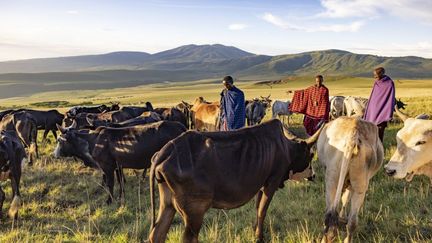 Eleveurs Massaï du parc régional du cratère de Ngorongoro, dans la région d'Arusha, en Tanzanie, aujourd'hui menacés d'expulsions. (DALMASSO MONICA / HEMIS.FR / HEMIS.FR)