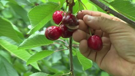 Cerises : des récoltes difficiles en raison d'une météo capricieuse (france 2)