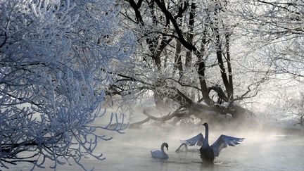 Deux cygnes compl&egrave;tent ce paysage f&eacute;erique pr&egrave;s d'Usiazha (Bi&eacute;lorussie), le 19 f&eacute;vrier 2013. (VIKTOR DRACHEV / AFP)