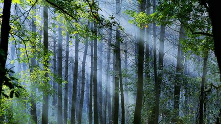 Une fôret dans le Maine-et-Loire, le 30 septembre 2022 (photo d'illustration) (AURELIEN BREAU / MAXPPP)