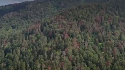 Dans les Vosges, un phénomène inquiétant touche les sapins. Plus d'un million de mètres cubes de forêt sont déjà impactés par la sécheresse. (FRANCE 2)