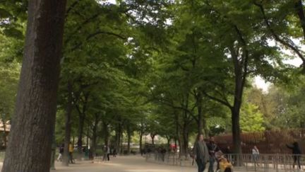 Paris : des arbres centenaires menacés au pied de la Tour Eiffel (France 3)