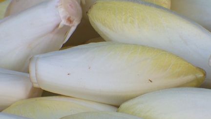 Hauts-de-France : les producteurs d'endives appellent à l'aide