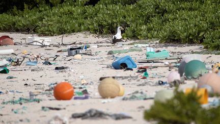 Pacifique : l'île Henderson noyée sous le plastique